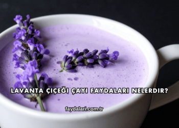 Lavanta Çiçeği Çayı Faydaları Nelerdir?