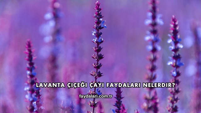 Lavanta Çiçeği Çayı Faydaları Nelerdir?
