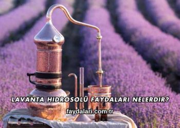 Lavanta Hidrosolü Faydaları Nelerdir?