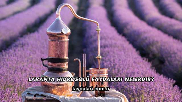 Lavanta Hidrosolü Faydaları Nelerdir?