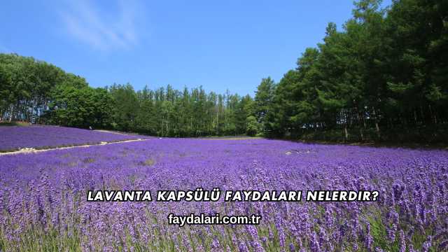 Lavanta Kapsülü Faydaları Nelerdir?