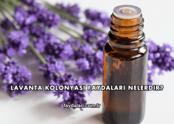 Lavanta Kolonyası Faydaları Nelerdir?