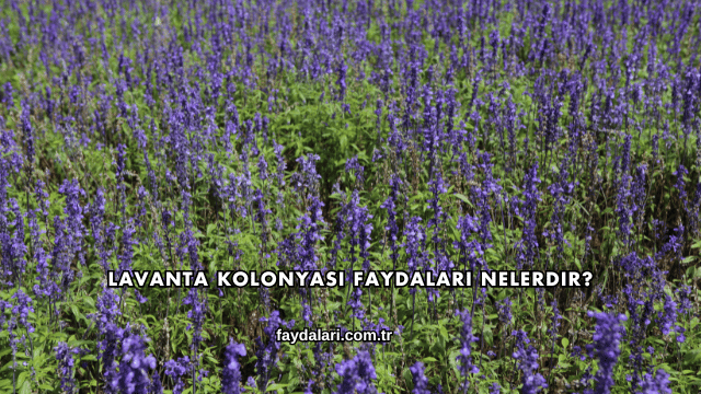 Lavanta Kolonyası Faydaları Nelerdir?