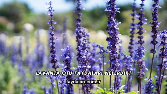 Lavanta Otu Faydaları Nelerdir?