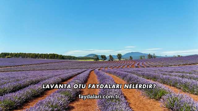 Lavanta Otu Faydaları Nelerdir?