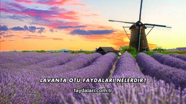Lavanta Otu Faydaları Nelerdir?