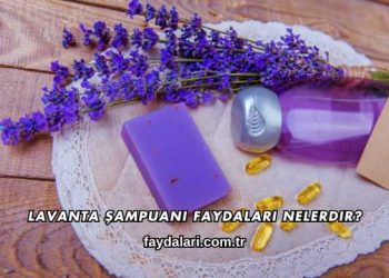Lavanta Şampuanı Faydaları Nelerdir?
