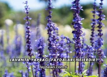 Lavanta Yaprağı Faydaları Nelerdir?