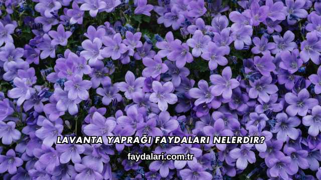 Lavanta Yaprağı Faydaları Nelerdir?