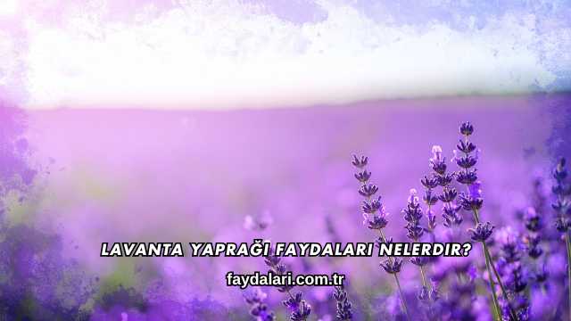 Lavanta Yaprağı Faydaları Nelerdir?