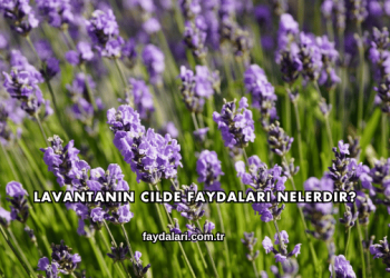 Lavantanın Cilde Faydaları Nelerdir?