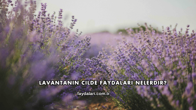 Lavantanın Cilde Faydaları Nelerdir?