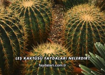 Leş Kaktüsü Faydaları Nelerdir?