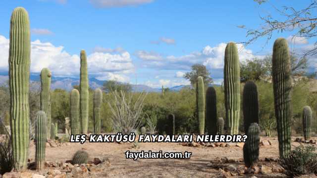 Leş Kaktüsü Faydaları Nelerdir?