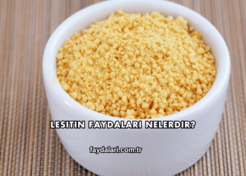 Lesitin Faydaları Nelerdir?