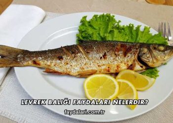 Levrek Balığı Faydaları Nelerdir?