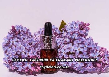 Leylak Yağının Faydaları Nelerdir?