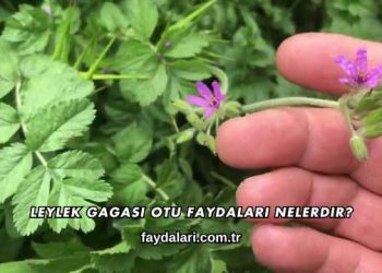 Leylek Gagası Otu Faydaları Nelerdir?