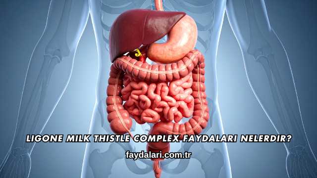 Ligone Milk Thistle Complex Faydaları Nelerdir?