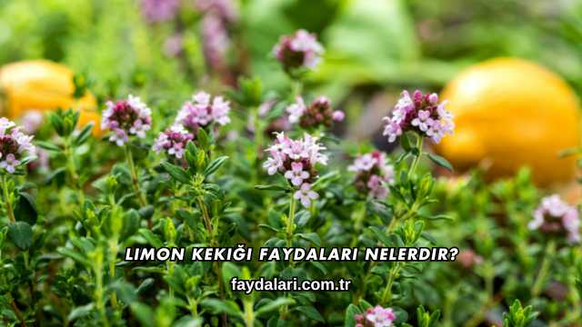 Limon Kekiği Faydaları Nelerdir?