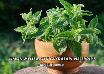 Limon Melisa Otu Faydaları Nelerdir?