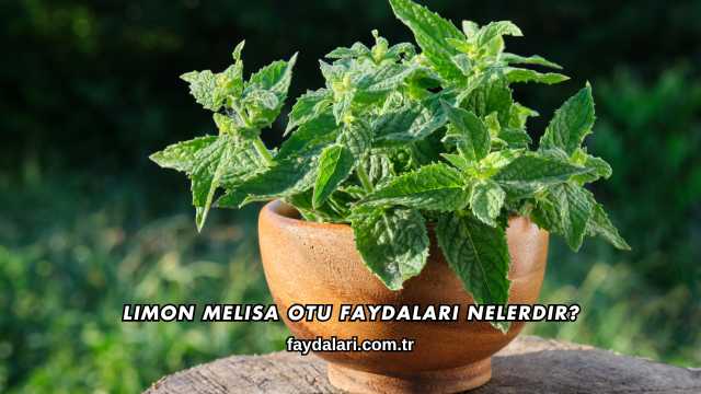 Limon Melisa Otu Faydaları Nelerdir?