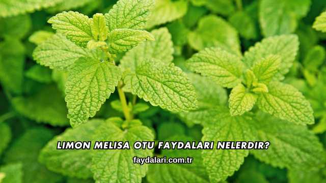 Limon Melisa Otu Faydaları Nelerdir?