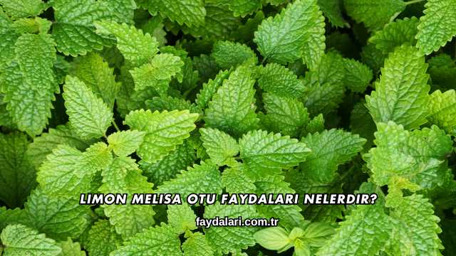 Limon Melisa Otu Faydaları Nelerdir?