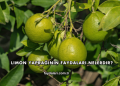 Limon Yaprağının Faydaları Nelerdir?