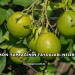 Limon Yaprağının Faydaları Nelerdir?