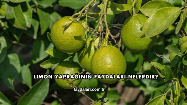 Limon Yaprağının Faydaları Nelerdir?