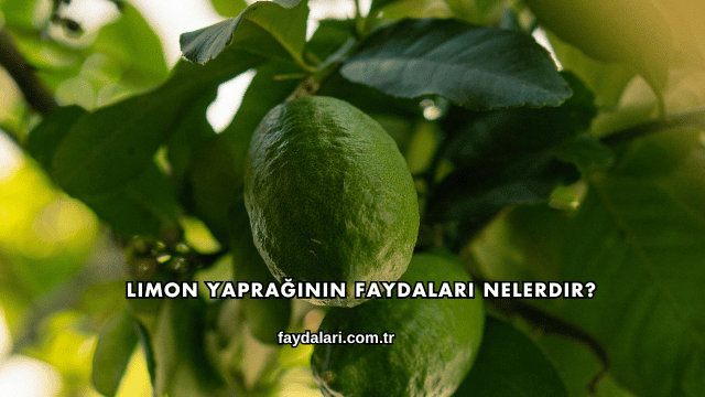 Limon Yaprağının Faydaları Nelerdir?