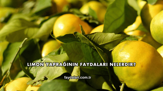 Limon Yaprağının Faydaları Nelerdir?