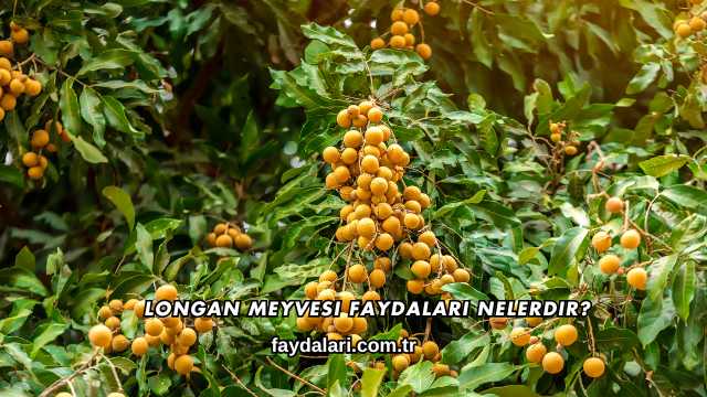 Longan Meyvesi Faydaları Nelerdir?