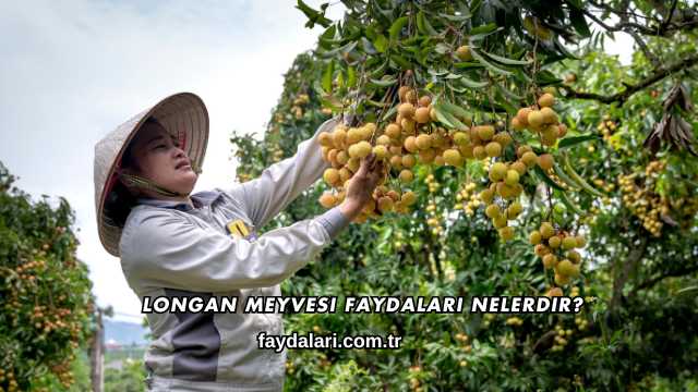 Longan Meyvesi Faydaları Nelerdir?