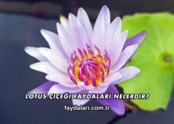 Lotus Çiçeği Faydaları Nelerdir?