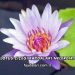 Lotus Çiçeği Faydaları Nelerdir?