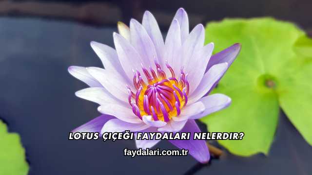Lotus Çiçeği Faydaları Nelerdir?