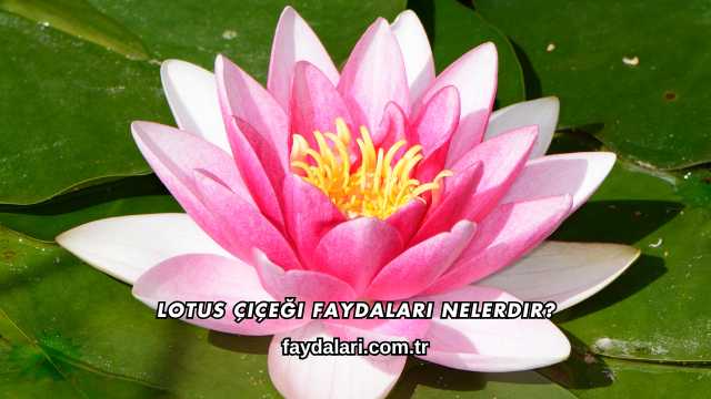 Lotus Çiçeği Faydaları Nelerdir?