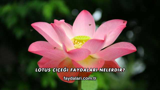Lotus Çiçeği Faydaları Nelerdir?