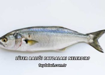 Lüfer Balığı Faydaları Nelerdir?