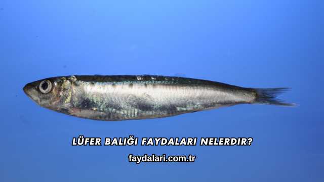 Lüfer Balığı Faydaları Nelerdir?