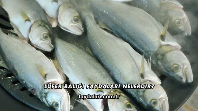 Lüfer Balığı Faydaları Nelerdir?