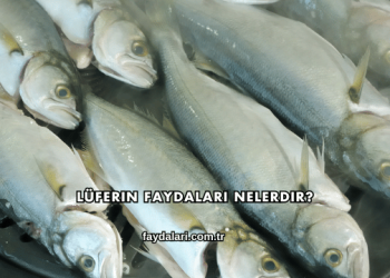 Lüferin Faydaları Nelerdir?