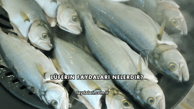 Lüferin Faydaları Nelerdir?