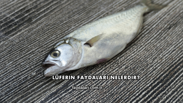 Lüferin Faydaları Nelerdir?
