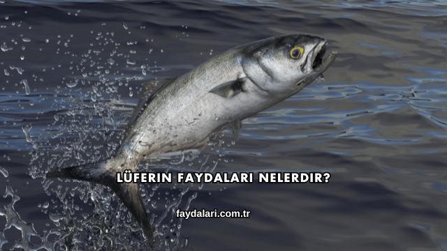 Lüferin Faydaları Nelerdir?