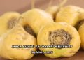 Maca Bitkisi Faydaları Nelerdir?
