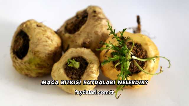 Maca Bitkisi Faydaları Nelerdir?
