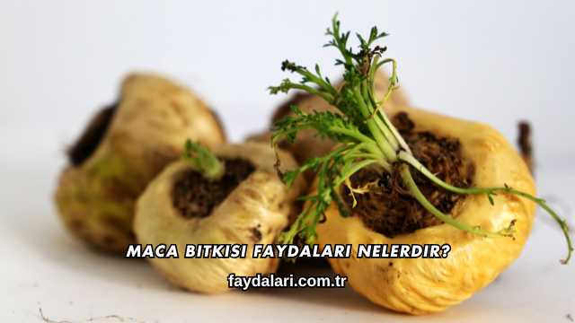 Maca Bitkisi Faydaları Nelerdir?